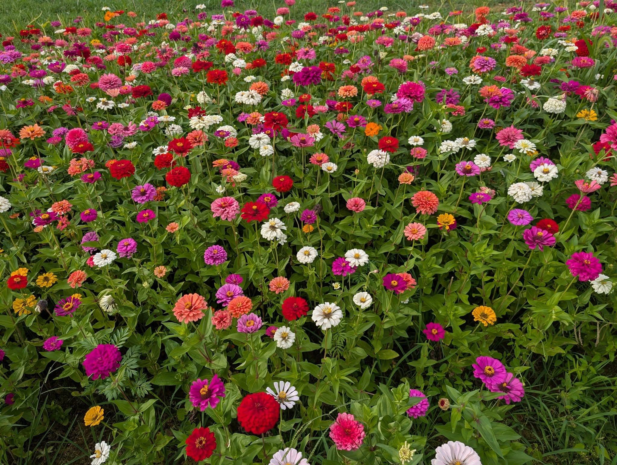Beautiful zinnia gardens at the venue